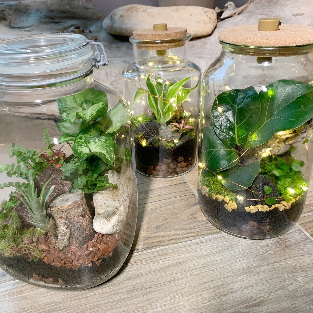 Mini-Pflanzen im Glas: Pflegeleichten Flaschengarten anlegen