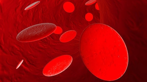 Rote Blutkörperchen