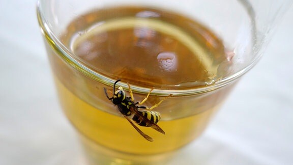 Eine Wespe sitzt am Rand eines Glases Apfelsaft.