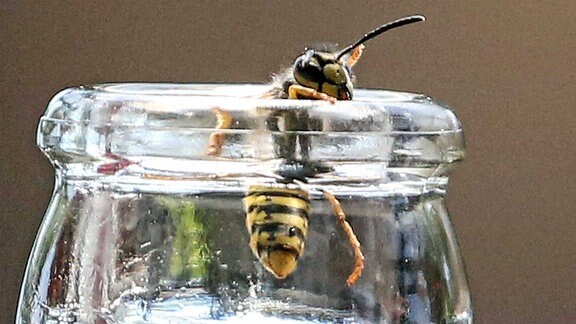 Eine Wespe klettert aus einer Wasserflasche.