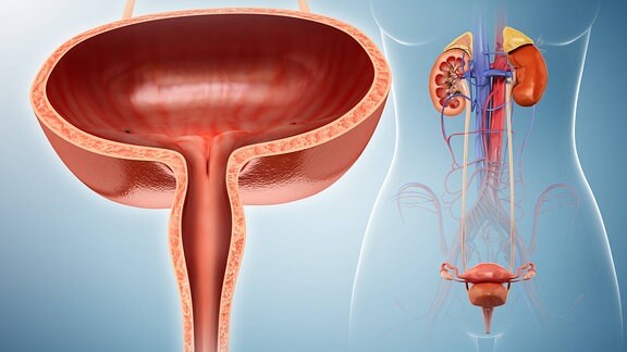 Illustration der Anatomie von Blase und Nieren