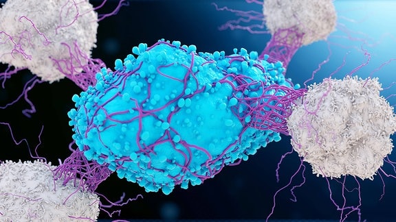 Illustration zeigt Krebszelle, die von weißen Blutkörperchen attackiert wird.
