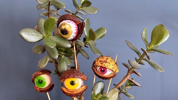 Kastanienaugen am Spieß in einem Blumentopf