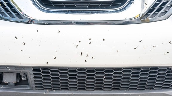 Insekten auf einer Autofront