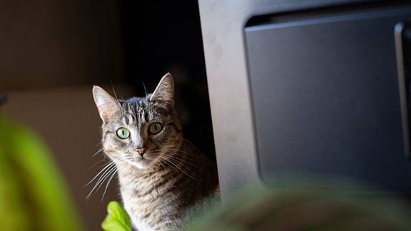 Eine Katze schaut hinter einem Monitor hervor.