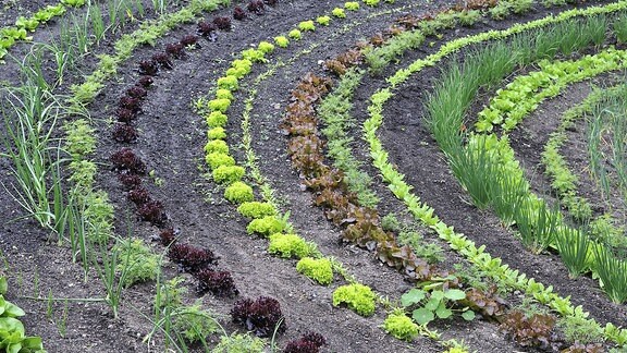 Salatpflanzen auf dem Feld