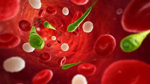 Symbolbild Bakterien im Blut 