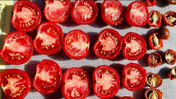 Tomatenhälften auf einem Blech 