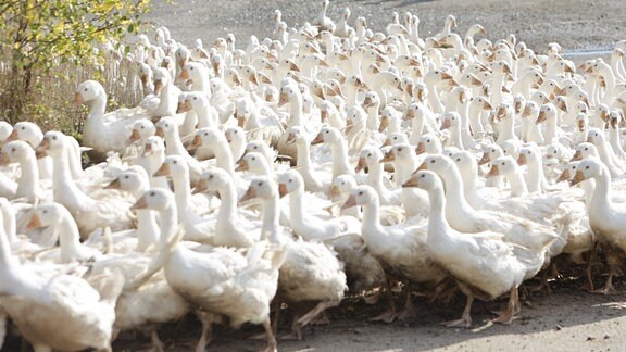 Gänse
