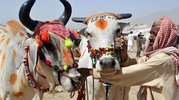 Ein Beuer mit bunt geschmückten Kühen auf dem Eid al-Adha Opferfest in Pakistan.
