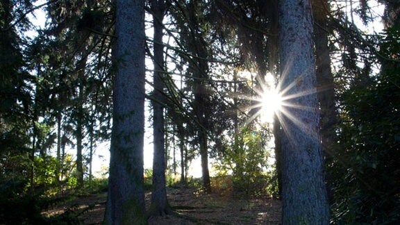 Ein Waldstück mit Sonne.