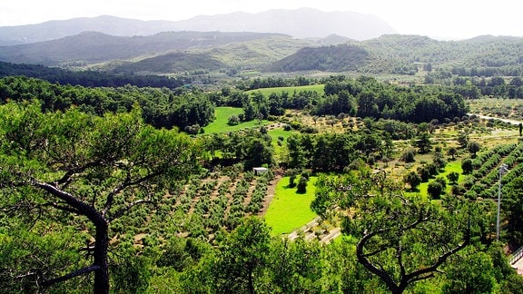 Landschaft mit Wald auf Rhodos