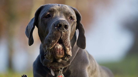 Dogge