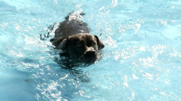 Hund schwimmt im Wasser.