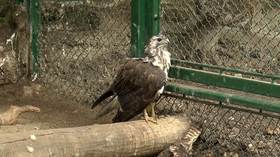 Greifvogel in Vogelkäfig.