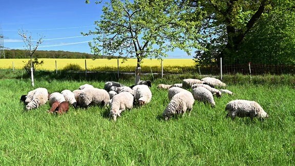 Schafe weiden auf einer Wiese.