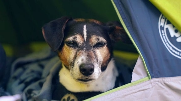 Ein Hund im Zelt.