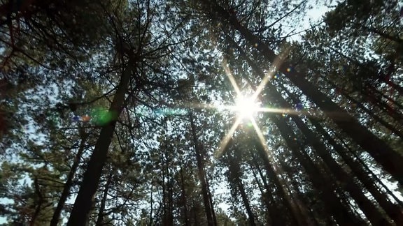 Sonne scheint durch Bäume im Wald.