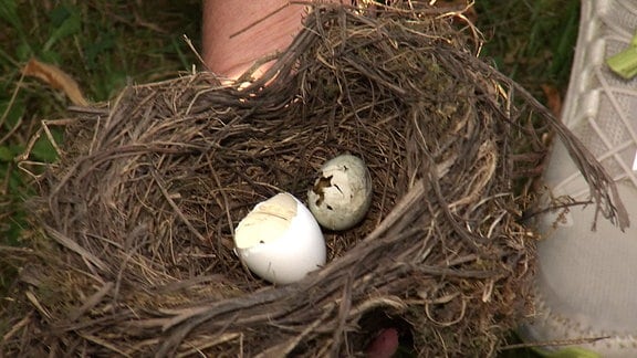 Vogelnest mit kaputten Eiern.