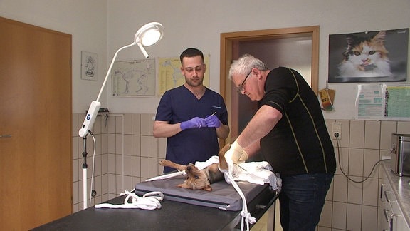 Ein Hund wird von zwei Ärzten untersucht