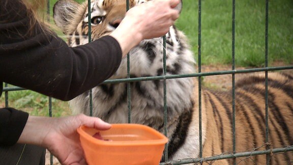 Eine Tierpflegerin füttert einen Tiger.
