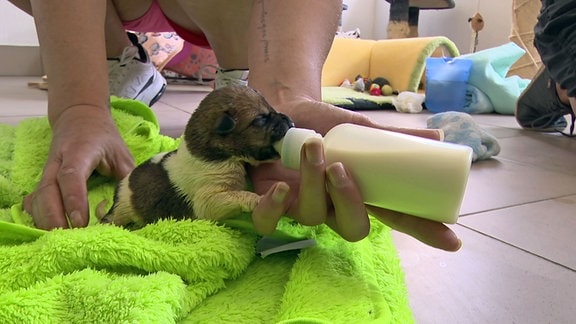 Liebevoll wird ein Hundewelpe im Tierheim Staßfurt gefüttert.