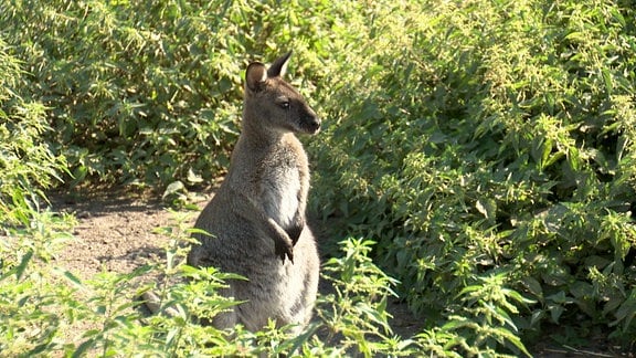 Ein Känguru.