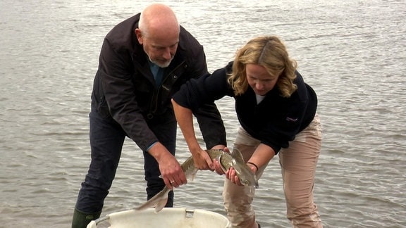 Stör wird in der Elbe ausgesetzt