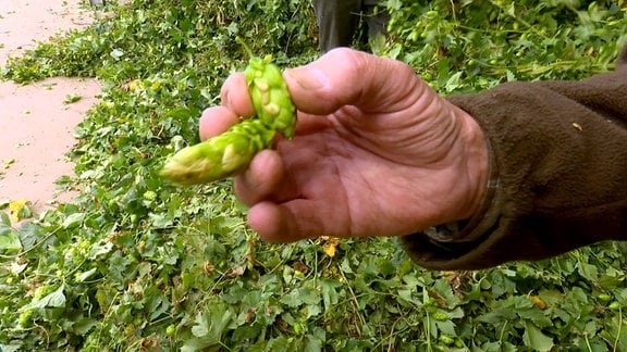 Große Dolden in der Hand eines Hopfenbauern