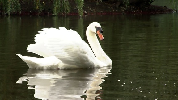 Schwänin "Diva" auf dem Wittenberger Schlossteich