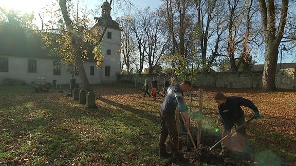 Ein Baum wird gepflanzt