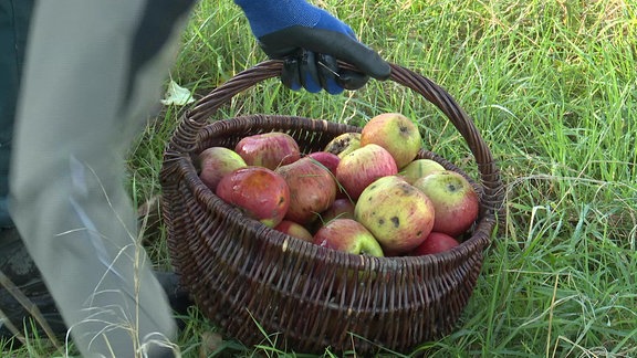 Äpfel in einem Korb