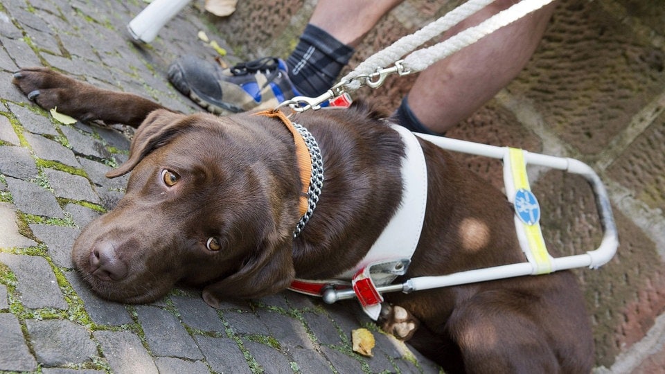 Durchgangsverbote für Blinde mit Hund sind diskriminierend MDR.DE