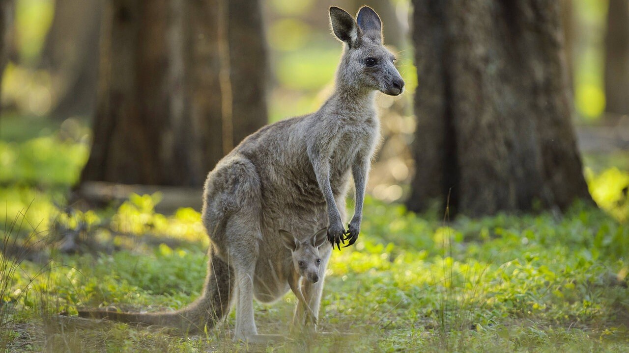 Kangurus Im Weimarer Land Ausgebuxt Mdr De