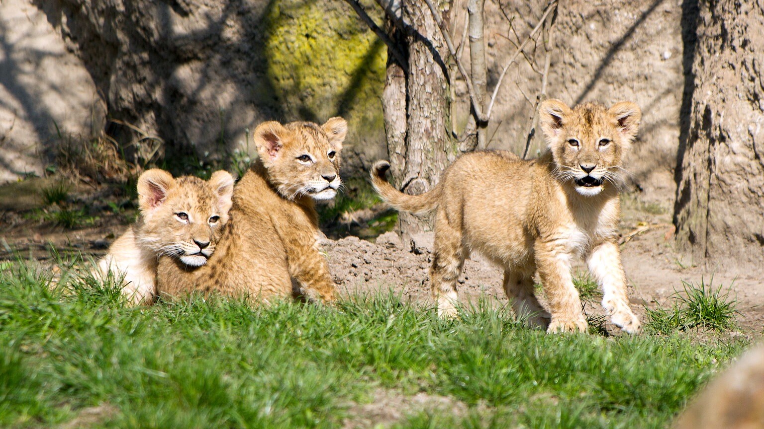 https://cdn.mdr.de/sachsen/leipzig/leipzig-leipzig-land/loewen-im-zoo-leipzig-100-resimage_v-variantBig16x9_w-1536.jpg?version=1534