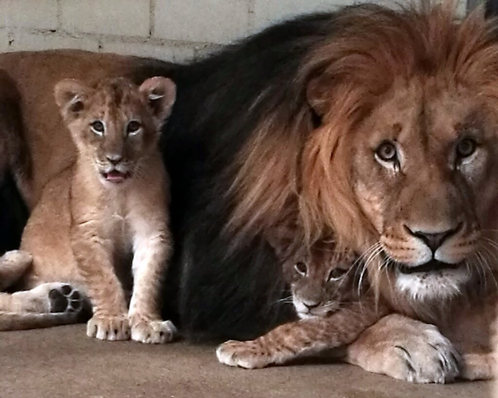 Lowenfamilie Im Leipziger Zoo Mdr De