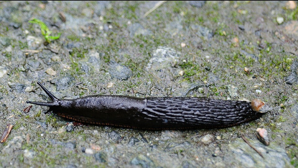 Nacktschnecken ein Vielfraß im Garten MDR.DE