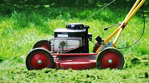 Rechtsfragen im Garten MDR.DE