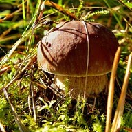 250 Gramm Pilze Sind Ungefahrlich Wenn Es Speisepilze Sind Mdr De