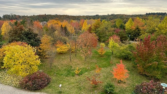 Herbst Tharandt