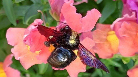 Biene auf Blume