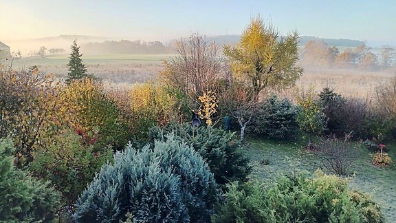 Raureif auf den Bäumen und Bodennebel an einem sonnigen Morgen