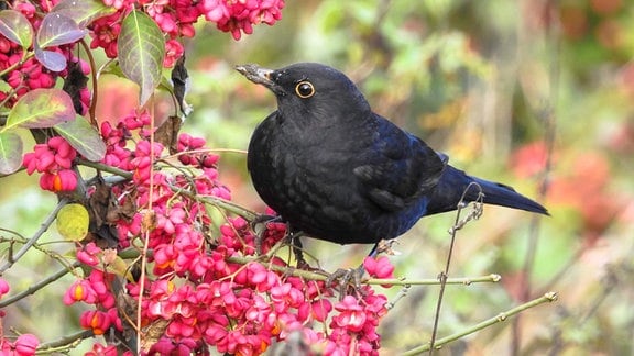 Amsel auf Pfaffenhütchen