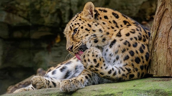 Amurleopard leckt seine Pfote.