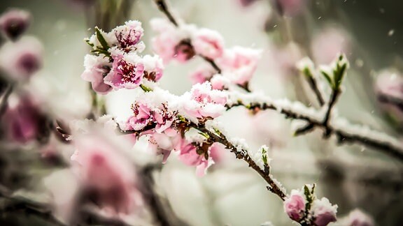 Schnee auf Blumenblüten