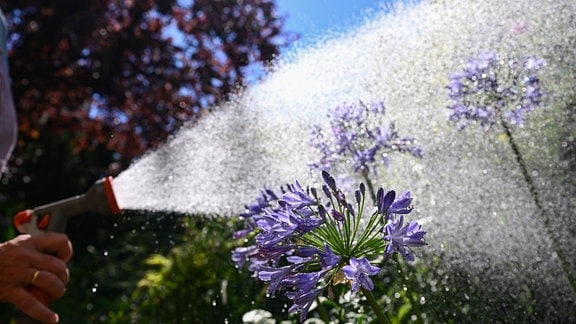 Eine Frau besprüht bei Hitze und strahlendem Sonnenschein in einem Garten eine Schmucklilie mit Wasser aus einem Gartenschlauch.