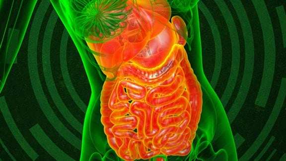 3D-Illustration des menschlichen Verdauungssystems von vorn