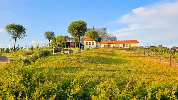Das Palmenhaus in Zielona Góra auf einem Weinberg - Hier befindet sich inmitten von tropischen Pflanzen ein Restaurant. 