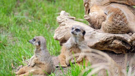  Erdmännchen ( Suricata suricatta ) am 03.05.2019 im Zoo Leipzig