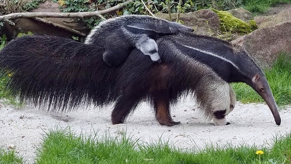 Ameisenbärenweibchen Bardana mit Jugtier auf der Aussenanlage im Zoo Leipzig